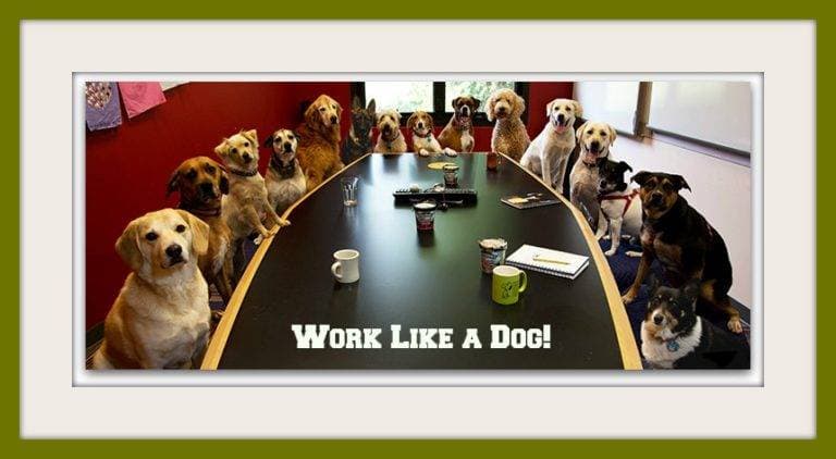 Dogs in the Workplace – 3 Benefits